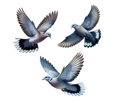 A set of beautiful Grey-chested Doves flying, isolated on a transparent background