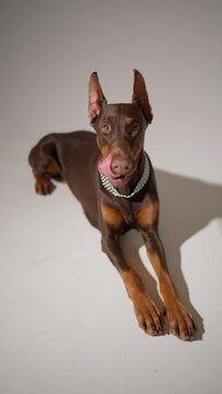 Doberman with shiny collar in studio. Brown doberman with necklace lies staring intently. Attention, Devotion, Status concept