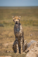 cheetah in serengeti