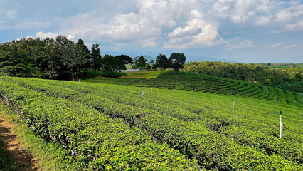 Green tea garden