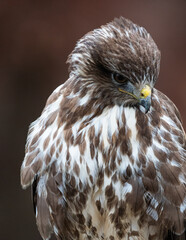close up of a hawk