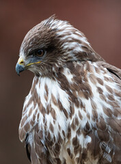 red tailed hawk