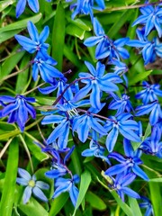 Siberian Squill Symphony: Clusters of vivid blue Siberian squill flowers rise from lush green foliage, their vibrant petals whispering tales of spring&rsquo;s return in a symphony of color.