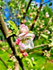 Apple Blossom Prelude: Soft pink buds of an apple tree unfurl into delicate white flowers, setting the stage for the fruit-laden days of summer