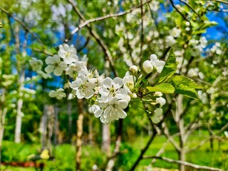 Orchard in Bloom: Pristine white blossoms of the cherry tree, known for their ephemeral beauty, signal the beginning of spring against a backdrop of tender green leaves and a clear blue sky