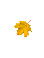 Maple leaf png. autumn leaf png.yellow leaf isolated on white transparent background.png