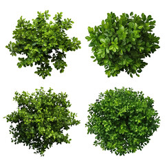 Obraz premium Set of green round garden bushes, cut out