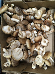 Shiitake mushrooms displayed at a market stand