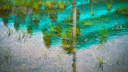 Flooded yard after rain storm, turquoise-colored reflections and overgrown grasses in the water...