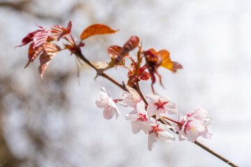 Close-up of delicate cherry blossoms and vibrant new leaves in spring. Perfect for seasonal themes and nature backgrounds, capturing the beauty of springtime renewal