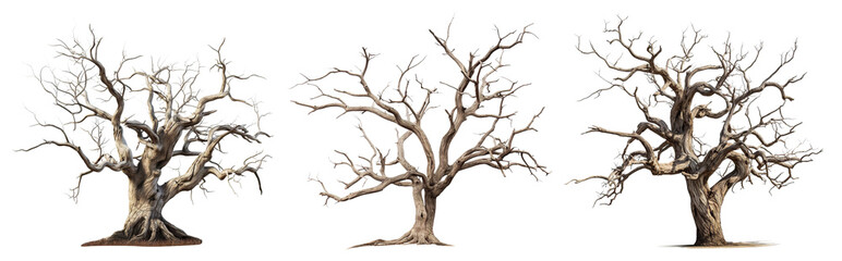 Fototapeta premium Set of majestic leafless trees with gnarled branches and twisted trunks, cut out