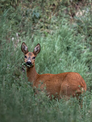 deer in the woods