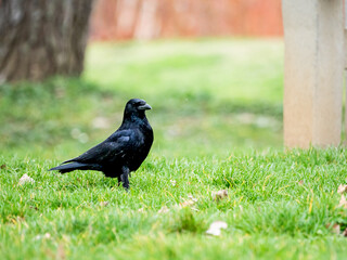 Cuervo negro en un prado mirando hacia delante