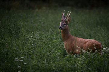 deer in grass
