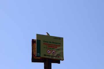 Bird Eastern Black-eared Wheatear (Oenanthe melanoleuca) sitting on signpost to inform about...