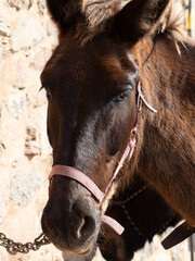 Primer plano de la cabeza de un caballo