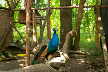 A colorful peacock sat on a wooden fence in a rustic outdoor setting with green foliage and a white...