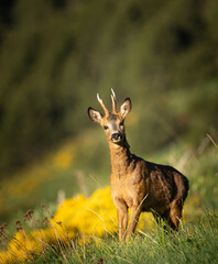 roe deer in the grass