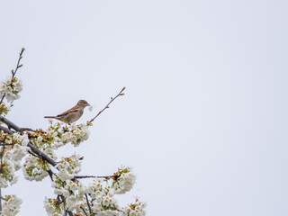 Gorrión en Rama Florida de un cerezo: Belleza Primaveral y Fondo Minimalista
