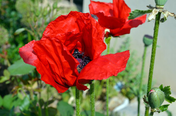 Papaver Orientale