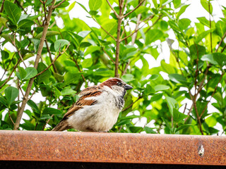 gorrión de color marrón y gris sobre fondo vegetal