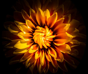 yellow flower on black background