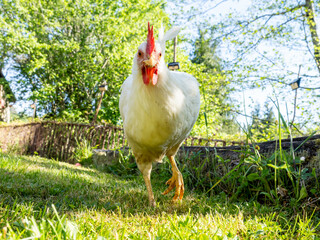 gallina blanca con cresta roja en un jardin con césped un día soleado
