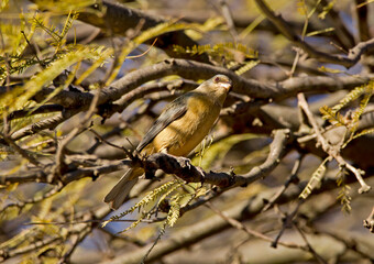 Beautiful bird posing in the light and shadows of the branches of a tree.