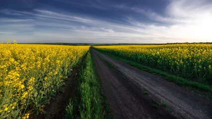 Wide horizon in the field. Dirt road in the field. Rapeseed rhapsody.Picturesque landscape.Spring field.More colorful than rapeseed.