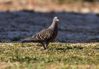 Spotted-winged pigeon perching in the sun of a cold winter afternoon.
