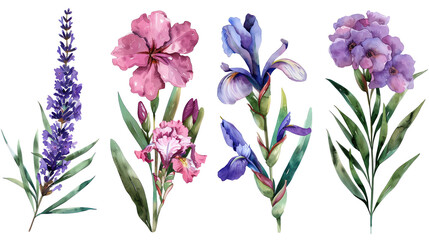 Quartet of Mediterranean blooms Oleander, Bougainvillea, Lavender, Iris rich hues in watercolor, isolated clipart on transparent background