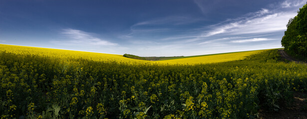 Agro-industrial fields.Endless fields. Yellow flower attracts bees.Rapeseed flowering.Spring fields...