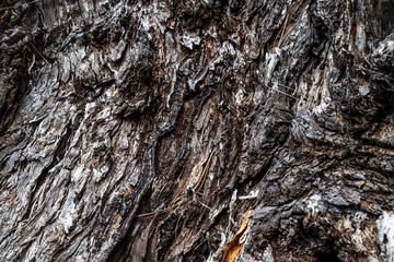 The bark of a tree is rough and has a lot of texture