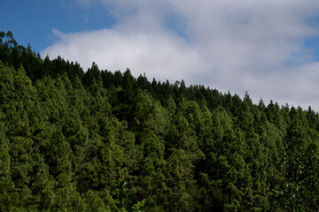 A forest with a blue sky in the background. The trees are tall and green. The sky is partly cloudy