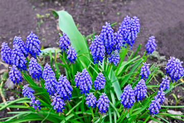 Grape hyacinth (muscari)