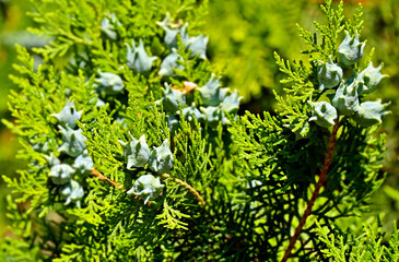 Juniper plant with cones
