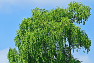 Weeping willow tree
