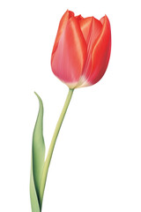 PNG Tulip flower plant white background