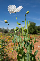 Amapola blanca en primavera