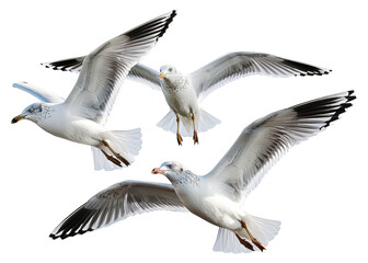 Fototapeta premium Group of flying seagulls isolated on transparent background png