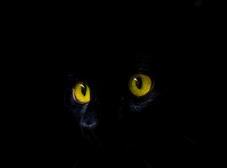 black cat eyes