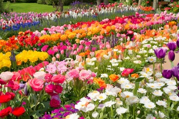 Colorful Spring Flower Fields, Flower garden