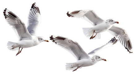 Fototapeta premium Group of flying seagulls isolated on transparent background png