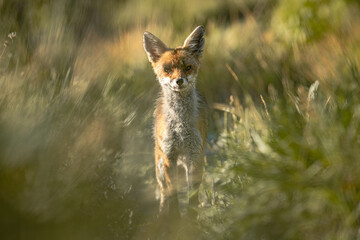 red fox vulpes