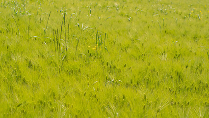 green barley field and spring
