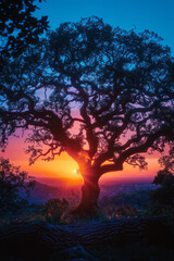 Obraz premium Sunset through the branches of an old oak, sky in a gradient from soft lavender to dark blue,