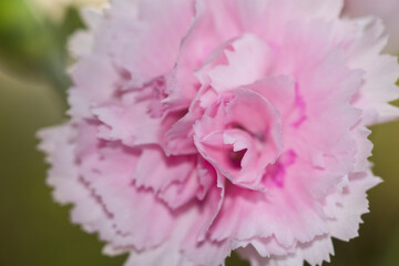 Rosa Frühlingsfarbe
