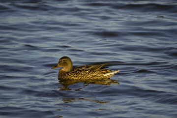 duck among the waves on the river