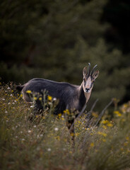 wild goat in the woods