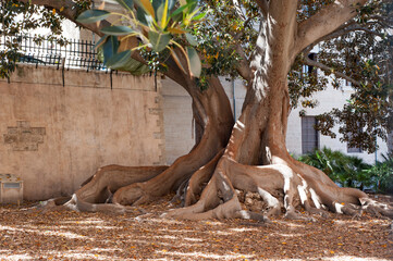 Ein Feigenbaum